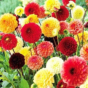 May include: A vibrant mix of colorful dahlia flowers in shades of red, yellow, orange, and white. The flowers are in full bloom and have a variety of shapes and sizes.