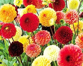 25 Pcs DAHLIA POMPONE Double -  Seeds - MIX - Dahlia Pinnata Variabilis Seeds / (FL009)