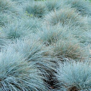 50 stuks blauwzwenkgras siergraszaden-Festuca glauca-semi-groenblijvende bodembedekker meerjarige schoonheid / P035 afbeelding 7