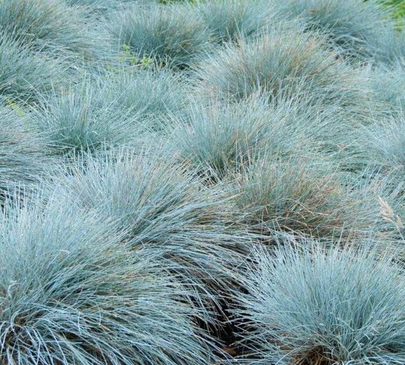 50 stuks blauwzwenkgras siergraszaden-Festuca glauca-semi-groenblijvende bodembedekker meerjarige schoonheid / P035 afbeelding 7