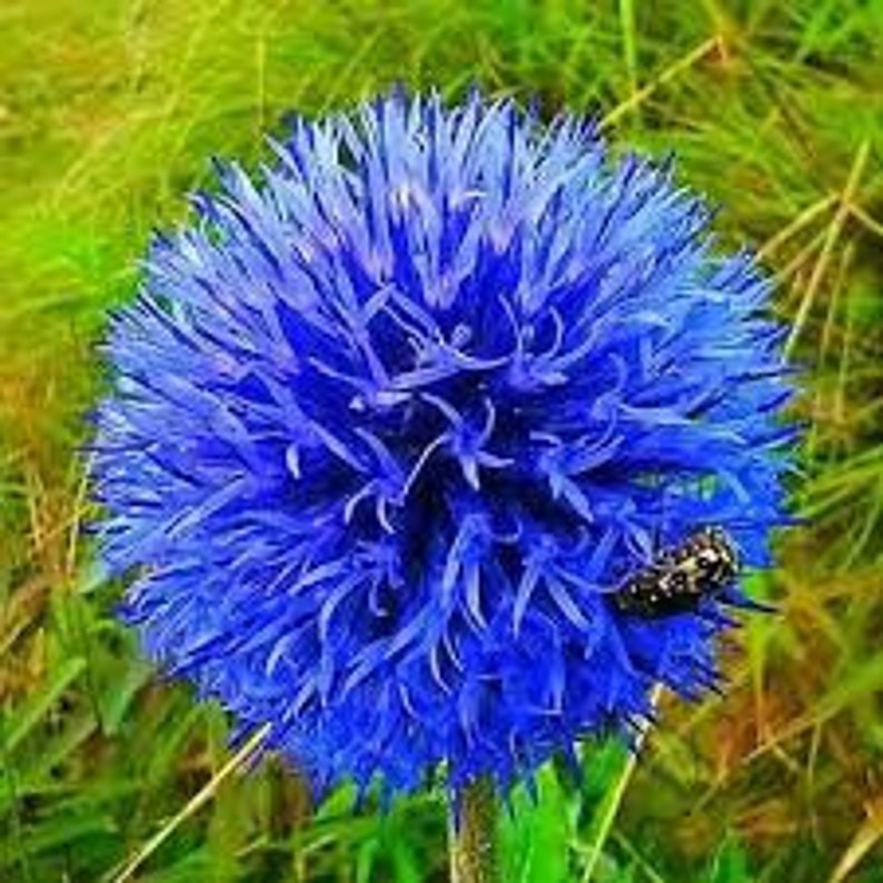 25 Blue Globe Thistle Flower Seeds Echinops Ritro/ Blue Glow/Drought Tolerant Perennial/Veitch's Blue Globe/Echinops bannaticus /FL476 image 2