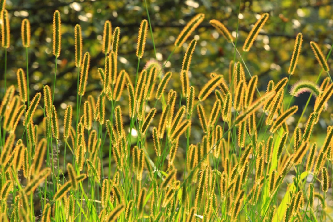50 Pcs Rare Yellow Foxtail Grass Seeds- Setaria Glauca-p061