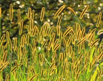 50 Pcs Rare Yellow Foxtail Grass Seeds- Setaria Glauca-P061/ Golden Foxtail/ Wild Millet