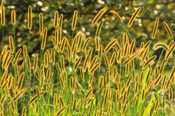 50 Pcs Rare Yellow Foxtail Grass Seeds- Setaria Glauca-p061/ Golden Foxtail/  Wild Millet - Etsy Hong Kong