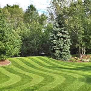 May include: A lush green lawn with a striped pattern created by a lawnmower. The lawn is surrounded by trees, including a pine tree and a spruce tree.