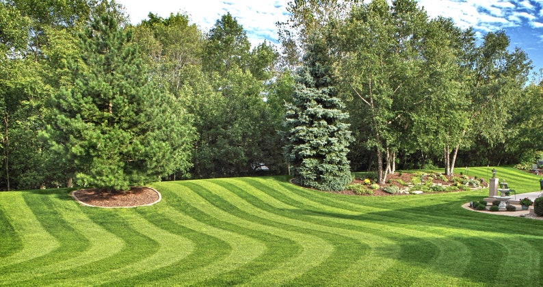 May include: A lush green lawn with a striped pattern created by a lawnmower. The lawn is surrounded by trees, including a pine tree and a spruce tree.