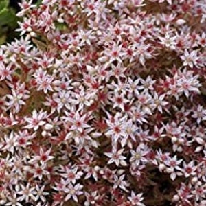 50 Pcs Spanish Stonecrop Succulent Seeds-SEDUM HISPANICUM Drought Tolerant Low Maintenance Succulent/ S077 image 2