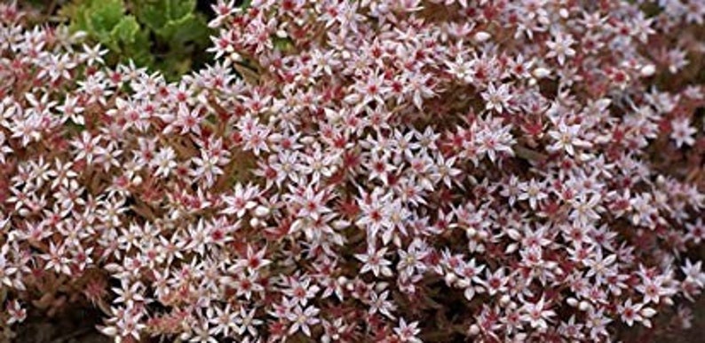 50 Pcs Spanish Stonecrop Succulent Seeds-SEDUM HISPANICUM Drought Tolerant Low Maintenance Succulent/ S077 image 2