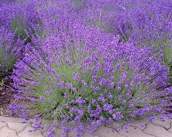 100 Pcs   English  Lavender Seeds- Organic  Non GMO-Avandula angustifolia/ (P024)