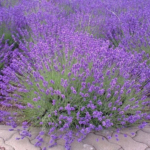 100 Pcs   English  Lavender Seeds- Organic  Non GMO-Avandula angustifolia/ (P024)