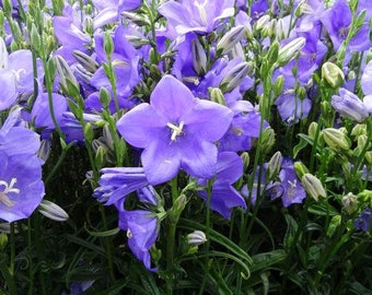 100Pcs  Peach Bell Flower Seeds- Tussock Flower- CAMPANULA PERSICIFOLIA / Peach-Leaved Bellflower/  (FL130)