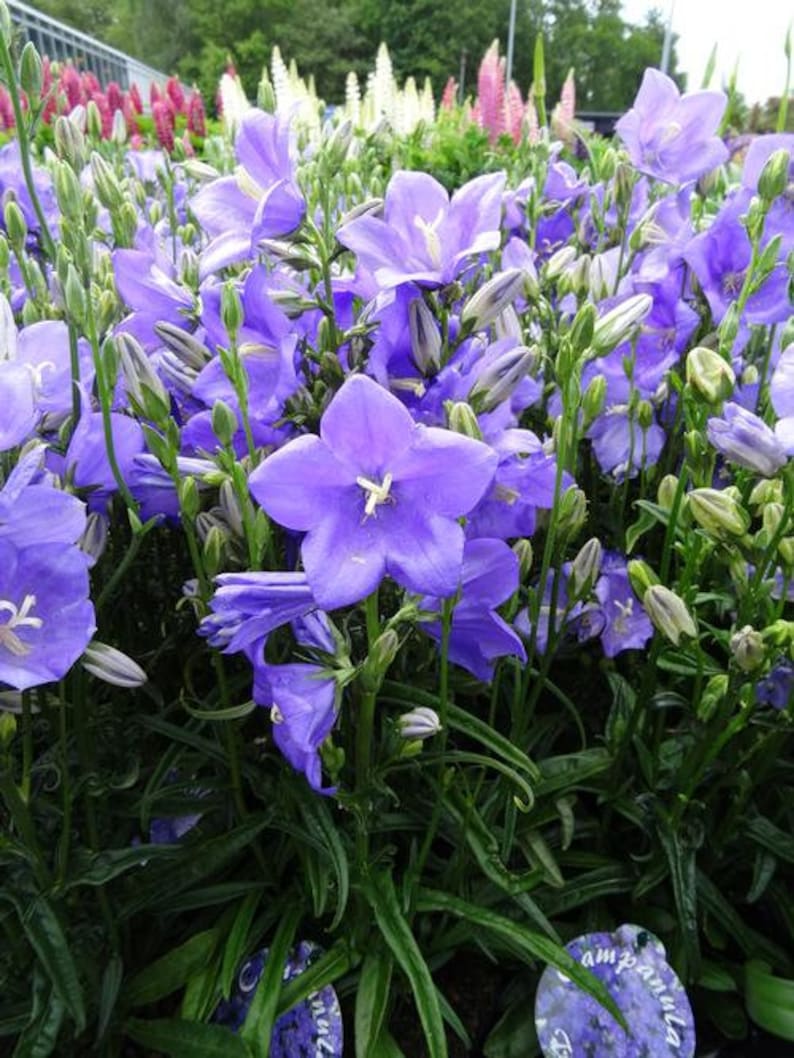 100Pcs Peach Bell Flower Seeds Tussock Flower CAMPANULA PERSICIFOLIA / Peach-Leaved Bellflower/ FL130 image 1