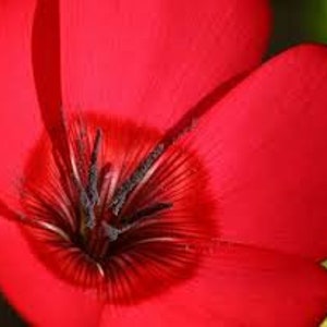 200 Pcs Scarlet Flax Flower Seeds/Crimson Flax/LINUM  RUBRUM-/Hardy Wildflower Annual/ Source of Linoleum Oil/FL796