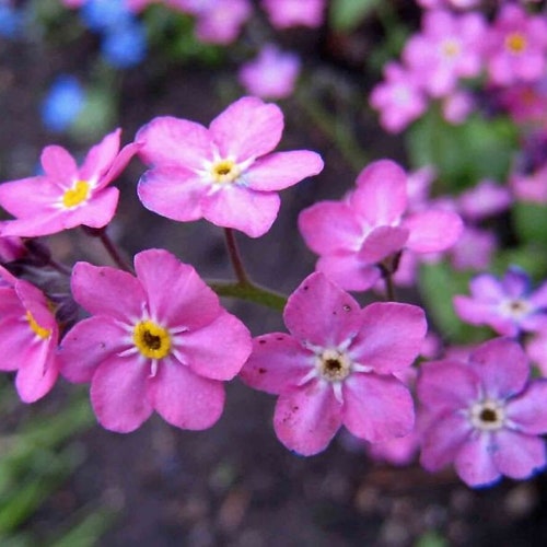 100 Pcs  Pink Alpine Forget me not  Flower Seeds - Heavenly Hybrid-MYOSOTIS ALPESTRIS/Pure Beauty/  (FL426)
