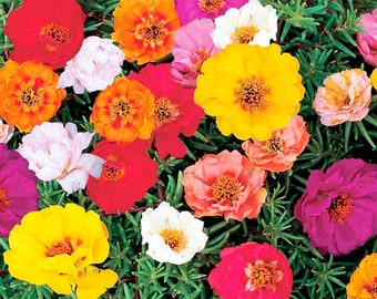 200 semillas de flores frescas de rosa musgosa - Mezcla doble de Portulaca Grandiflora para jardinería (FL014)