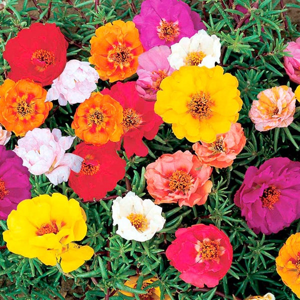 200 PCS Moss Rose Fresh Flower Seeds- Double Mix Portulaca Grandiflora gardening/ (FL014)