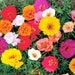 see more listings in the Annual Flower/ Plant section