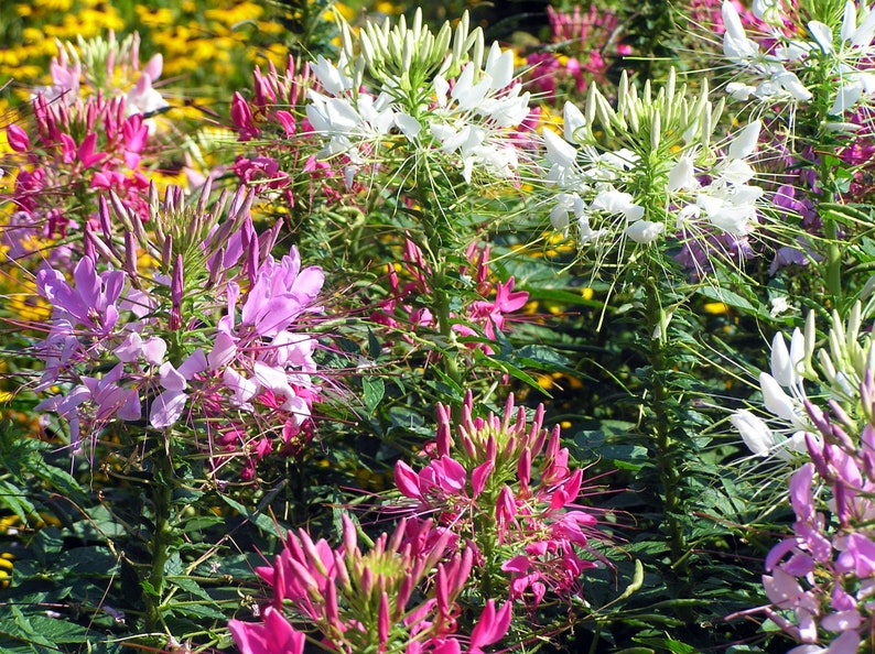 50 Pcs Cleome Mix Flower Seeds/ Cleome Spinosa Spider Flower Mix/CLEOME HASSLERIANA/ Grandfather's Whiskers/ Glows at night/FL490 image 2