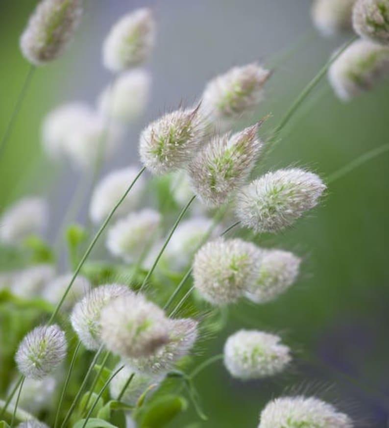 100 Pcs Bunny Tail Ornamental Grass Seed- Beautiful Ornamental Annual Grass/FL224/ Lagurus Ovatus image 2