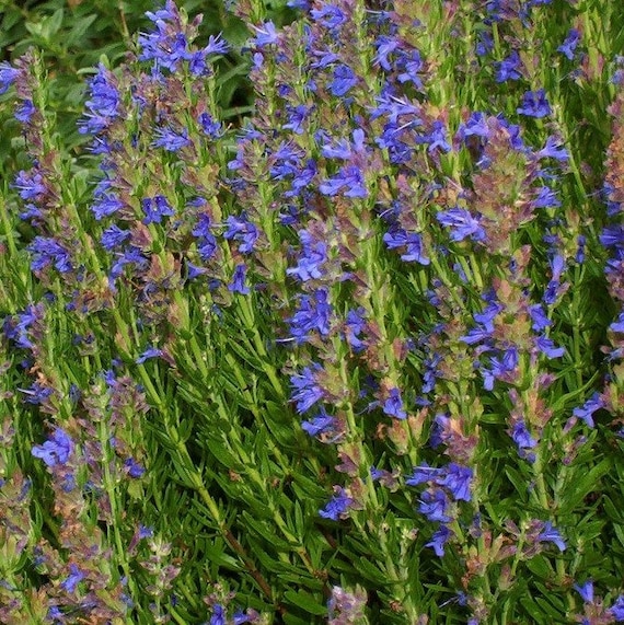 50 Hyssop Plant Seeds-Hyssopus Officinalis-Medicinal/Beneficial Evergreen