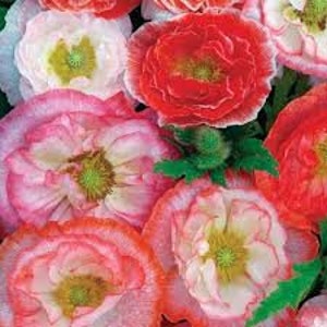 May include: A mix of pink, white, and red poppy flowers with green foliage. The flowers have a delicate, ruffled appearance.