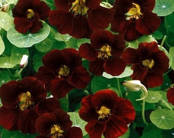 20 Pcs Rare Nasturtium  Black Velvet Seeds/Nasturtium Tom Thumb Seeds/ TROPAEOLUM NANUM/ Exotic Annual flower/FL510