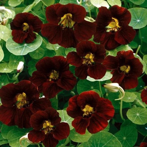 20 Pcs Rare Nasturtium  Black Velvet Seeds/Nasturtium Tom Thumb Seeds/ TROPAEOLUM NANUM/ Exotic Annual flower/FL510