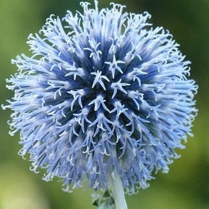 25 Blue Globe Thistle Flower Seeds Echinops Ritro/ Blue Glow/Drought Tolerant Perennial/Veitch's Blue Globe/Echinops bannaticus /FL476 image 9