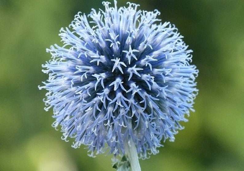 25 Blue Globe Thistle Flower Seeds Echinops Ritro/ Blue Glow/Drought Tolerant Perennial/Veitch's Blue Globe/Echinops bannaticus /FL476 image 9