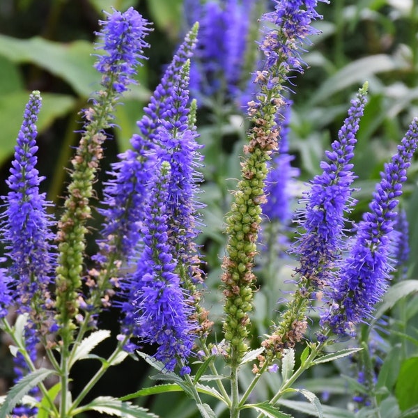 50 Veronica Spicata Seeds-Attractive to bees,butterflies and hummingbirds-Spiked Speedwell- Sweet Violet-long Blooming Perennial/FL637