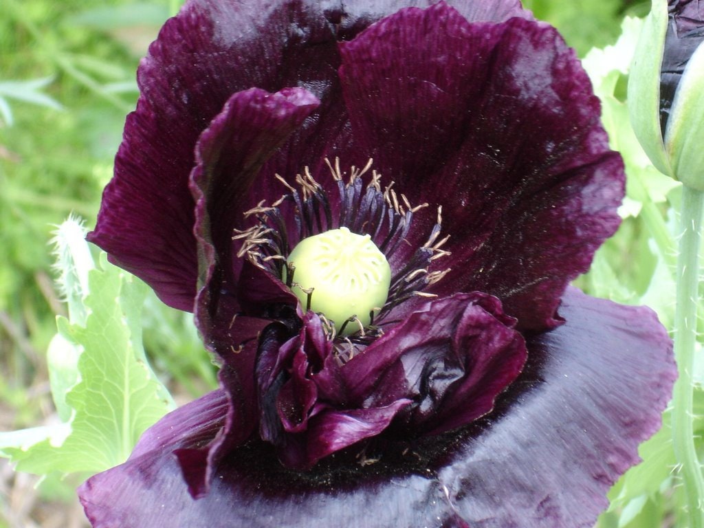 100個の美しい黒牡丹ポピーの花の種/美しい一年生ケシ/ケシ/（FL172