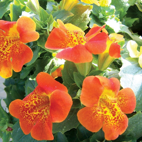 50 Pcs Orange Mimulus Flower Seeds- Mimulus Hybridus F2 Twinkle