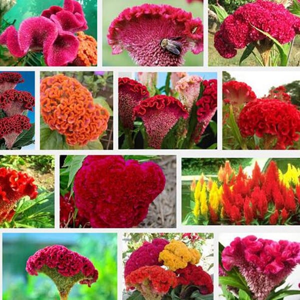 50 pcs Mixed Pteris Cockscomb Seeds-(Celosia Cristata) - Celosia Argentea Dwarf Plant- Celosia Cristata Nana Jessica Mix/  (FL034)