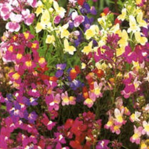 2000 Pcs Linaria Maroccana Toadflax mix Flower Seeds/ FL425 image 2