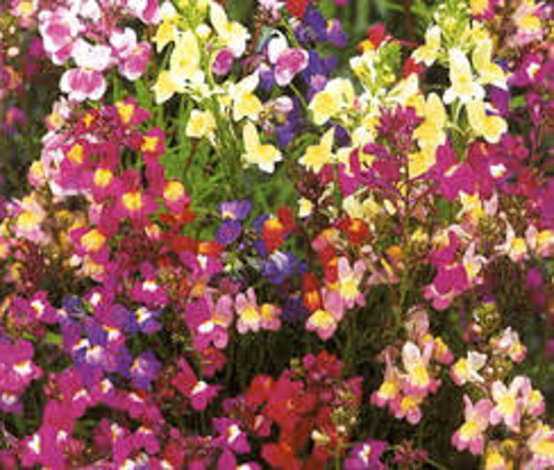 2000 Pcs Linaria Maroccana Toadflax mix Flower Seeds/ FL425 image 2