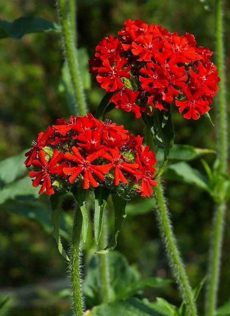 100 Lychnis Chalcedonica Flower Seeds-Maltese Cross Lychnis-Jerusalem Cross-Excellent Perennial-Attracts Butterflies and Hummingbird FL447 image 2