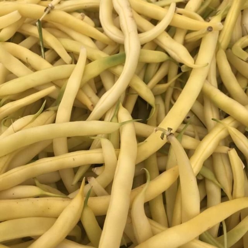 50 Pcs Gold Rush Yellow Wax Bean Seeds-Phaseolus Vulgaris-V123 Lots of Vitamins/Nutrients-Non GMO-Open Pollinated image 4