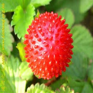 50 Indian Strawberry Seeds/Duchesnea Indica/Tuttifrutti/Red Strawberry/Mock strawberry/Bloom throughout Summer until fall/ Perennial /F024 image 3