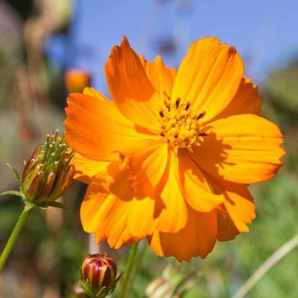 100 Bright Lights Orange Cosmos Seeds/FL227/Cosmos Sulphureus/Klondike Cosmos/ attracts bumblebees,birds and beneficial insects/Cut Flower