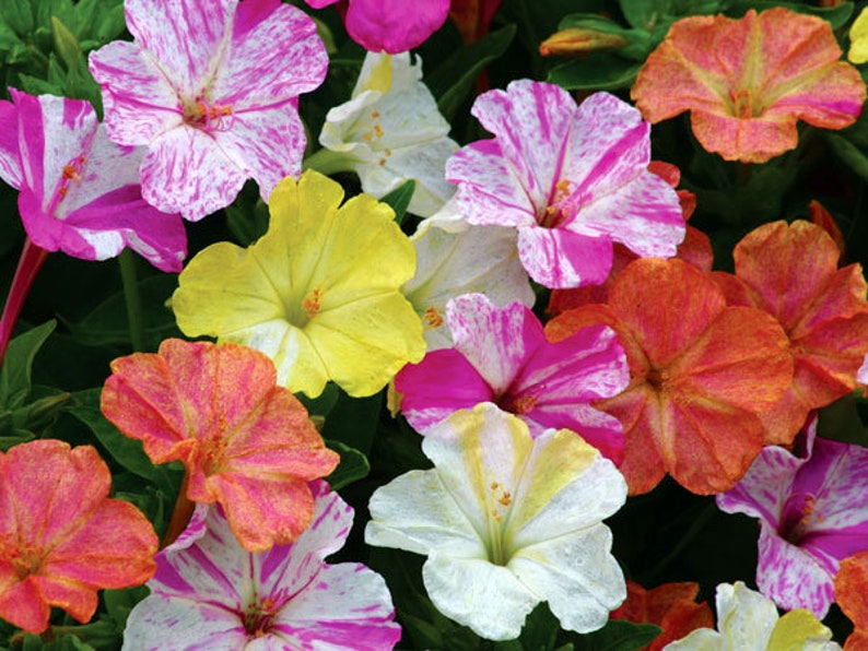 20 Pcs Beautiful Four O Clock Flower Seeds-MIRABILIS JALAPA / FL114 image 2