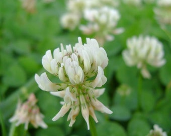 3000 Pcs Organic White Clover Seeds-Trifolium Repens -/Great Groundcover for Erosion Control, Soil enhancement, Crowding out weeds.  (FL234)