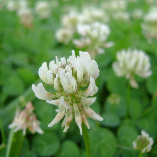 3000 graines de trèfle blanc biologiques - Trifolium repens -/un excellent couvre-sol pour lutter contre l'érosion, améliorer le sol et éliminer les mauvaises herbes. (FL234)