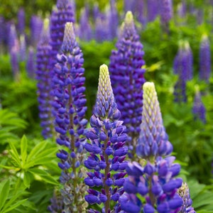 50 Pcs Exotic Wild Lupine Perennis Seeds-FL253-Excellent Perennial that enriches the soil-Attracts Hummingbirds, Butterflies etc image 3