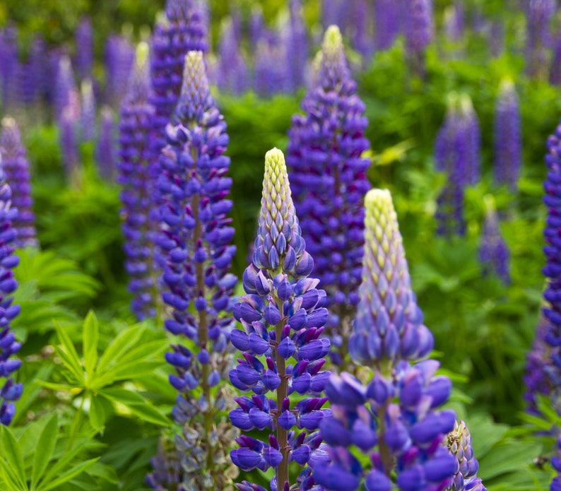 50 Pcs Exotic Wild Lupine Perennis Seeds-FL253-Excellent Perennial that enriches the soil-Attracts Hummingbirds, Butterflies etc image 3