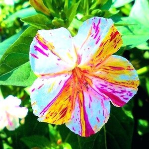 20 Pcs Beautiful Four O Clock Flower Seeds-MIRABILIS JALAPA / FL114 image 3