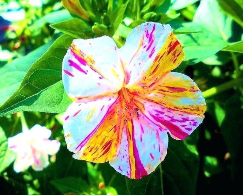 20 Pcs Beautiful Four O Clock Flower Seeds-MIRABILIS JALAPA / FL114 image 3