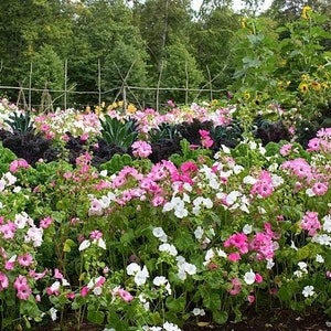 50 Pcs Lavatera Mixed Beauty Flower Seeds-LAVATERA TRIMESTRIS/ FL152 image 8