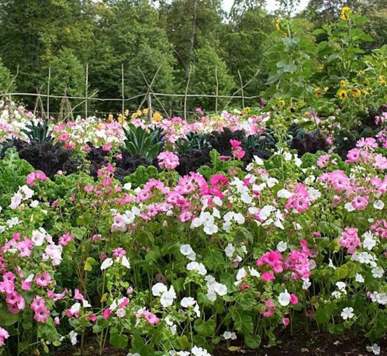 50 Pcs Lavatera Mixed Beauty Flower Seeds-LAVATERA TRIMESTRIS/ FL152 image 8