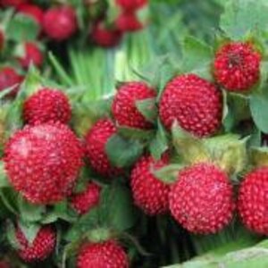 50 Indian Strawberry Seeds/Duchesnea Indica/Tuttifrutti/Red Strawberry/Mock strawberry/Bloom throughout Summer until fall/ Perennial /F024 image 2