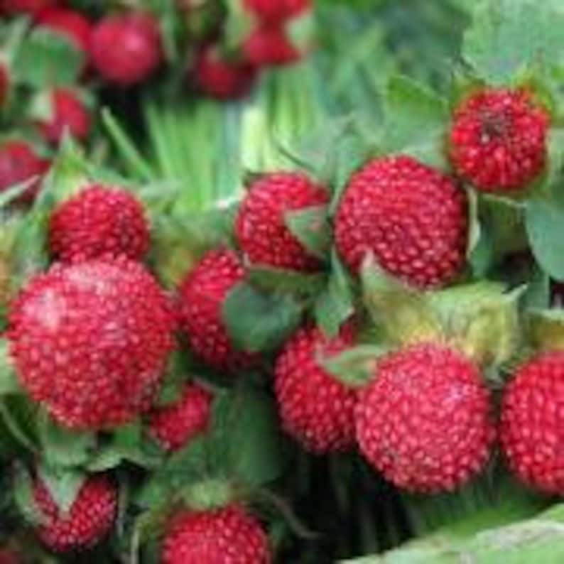 50 Indian Strawberry Seeds/Duchesnea Indica/Tuttifrutti/Red Strawberry/Mock strawberry/Bloom throughout Summer until fall/ Perennial /F024 image 2
